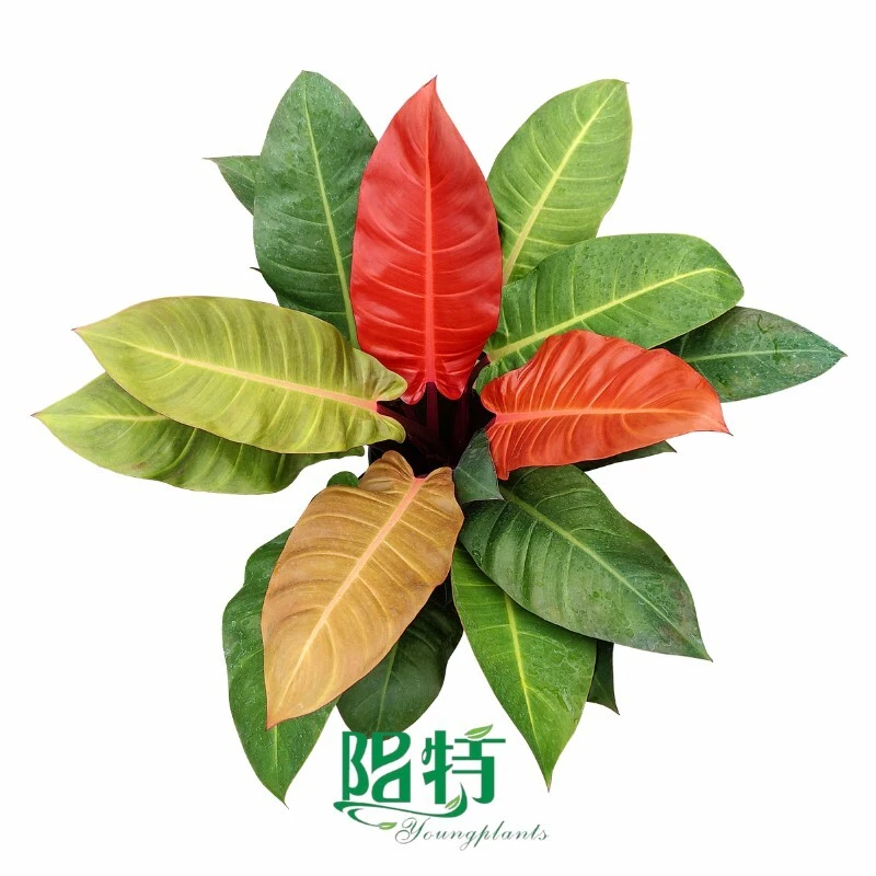 Philodendron erubescens 'Sun Red' 1