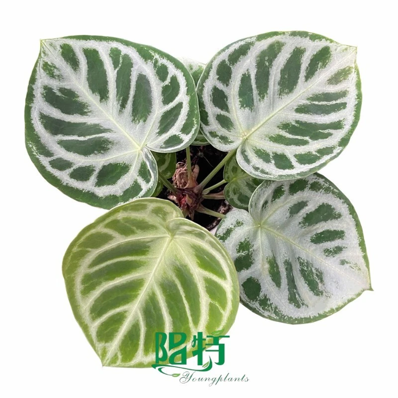 Anthurium crystallinum 'Dorayaki' Velvety Foliage with Crystal Veins for Premium Indoor Collections 1