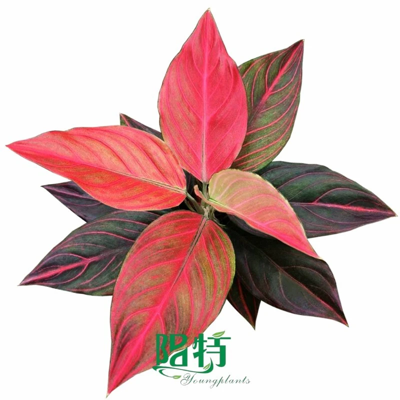 Aglaonema 'Red Moonlight'Tissue Culture Plants – Vibrant Foliage for Growers Indoor Landscaping & Commercial Spaces 1