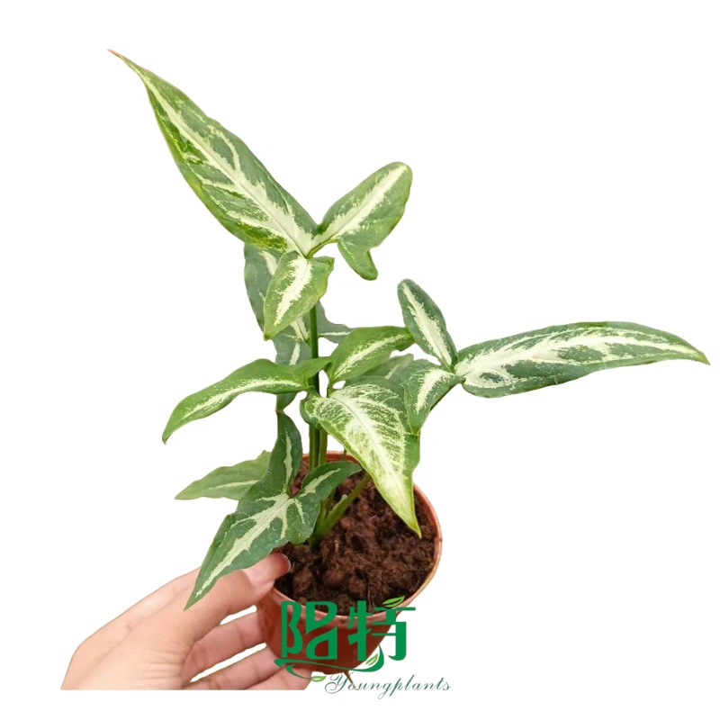 Syngonium podophyllum 'Little Star' Tissue Culture Plants - Compact Variegated Delight for Indoor Spaces 1
