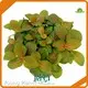 Побочные продукты молодых растений 1