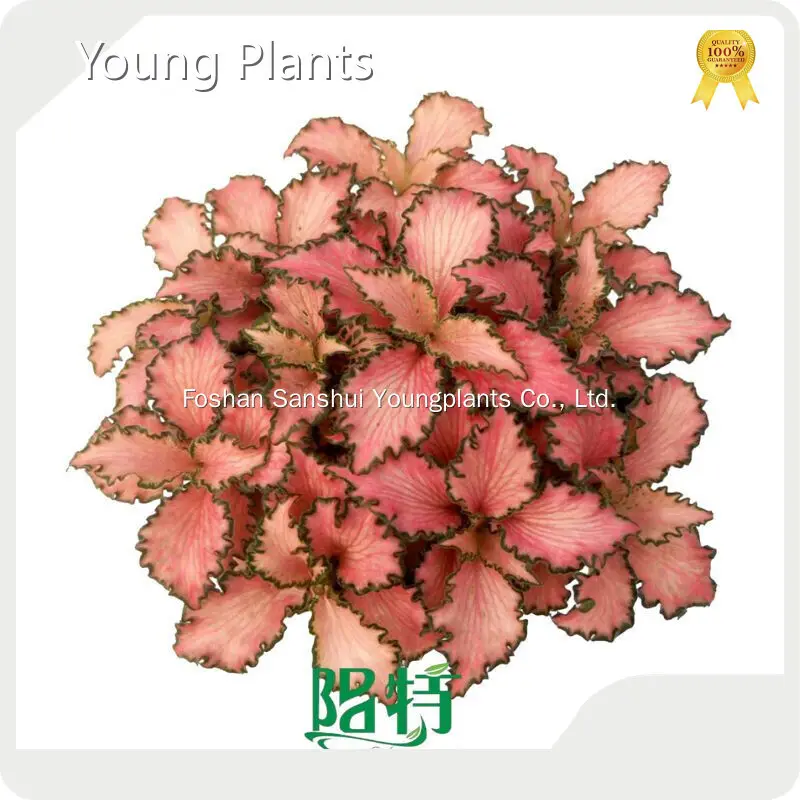 Plantas jovens em bandejas da Air Quality Assurance 1