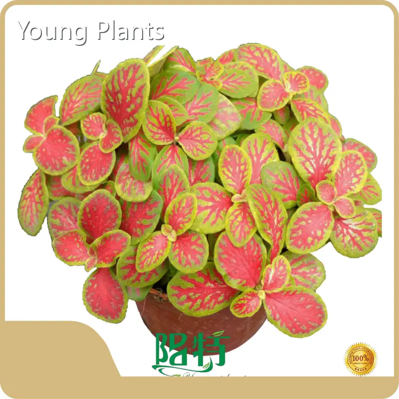 Young Plants Alocasia Tissue Culture Plants/Stem Cuttings Alocasia Factory Direct Supply 1