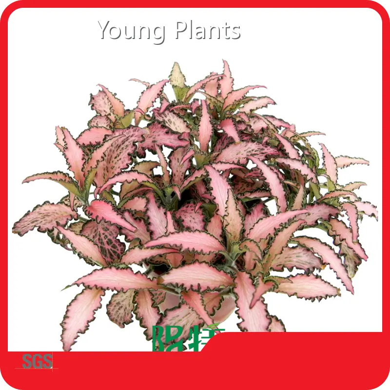 Young Plants Acanthaceae Price List 1