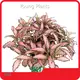 Young Plants Acanthaceae Price List 1