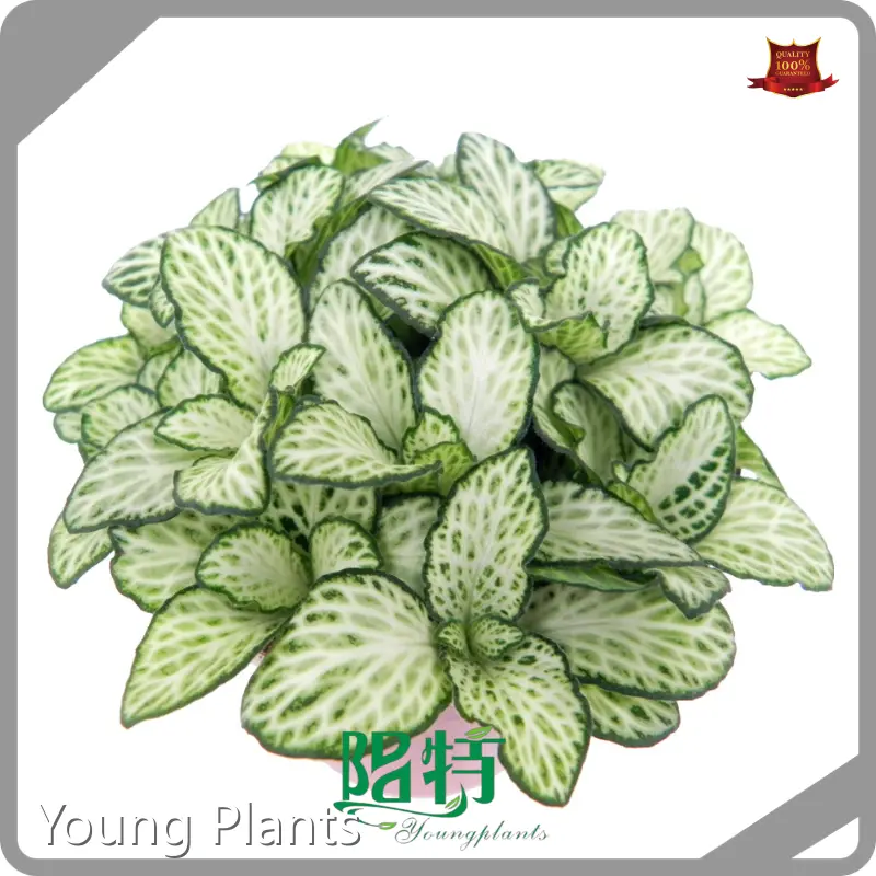 Young Plants Nerve Plant Flower Price List 1