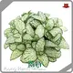 Young Plants Nerve Plant Flower Price List 1