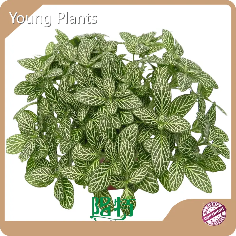 Foliage Plants Price List 1