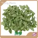 Foliage Plants Price List 1