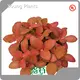 Plug Plants Price List 1