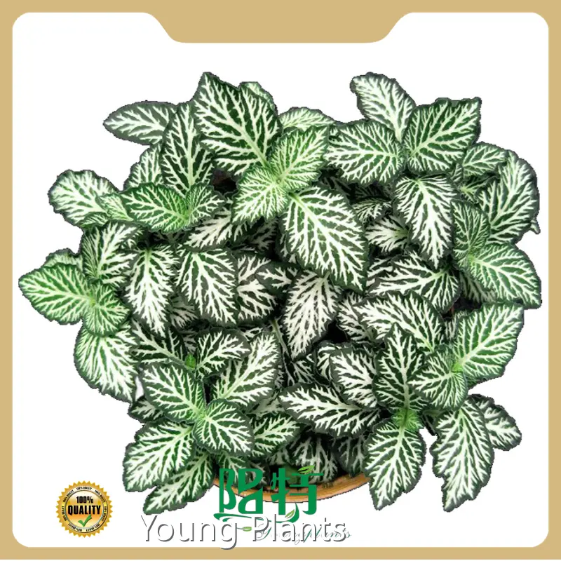 Indoor Outdoor Plants Fittonia Wholesale - Young Plants 1