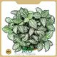 Indoor Outdoor Plants Fittonia Wholesale - Young Plants 1