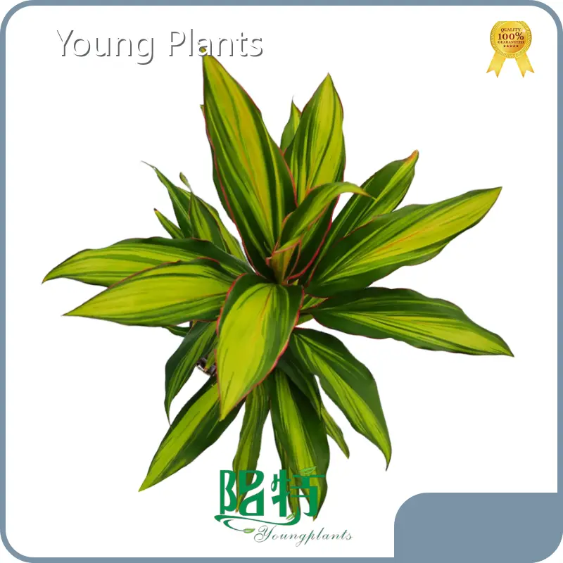 Plants From Cutting Cordyline Wholesale - Young Plants 1