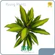 Plants From Cutting Cordyline Wholesale - Young Plants 1