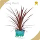 Plant Tissue Culture Cordyline Wholesale - Young Plants 1
