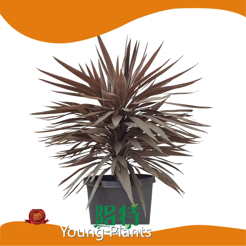 Products Indoor Outdoor Plants by Air Dark Purple Factory Direct Supply 1
