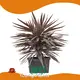 Products Indoor Outdoor Plants by Air Dark Purple Factory Direct Supply 1