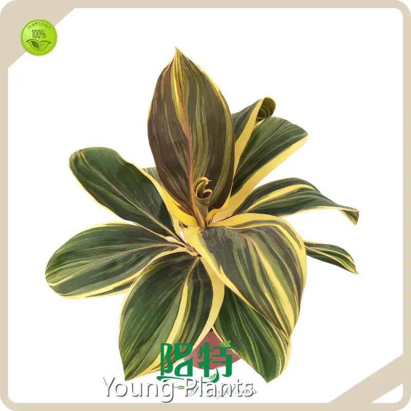 Good Selling Wholesale Seedling Price List 1