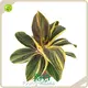 Good Selling Wholesale Seedling Price List 1