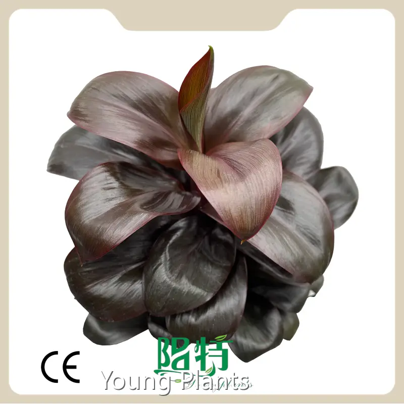 Young Plants Alocasia Agavaceae-龙舌兰科 for Sale 1