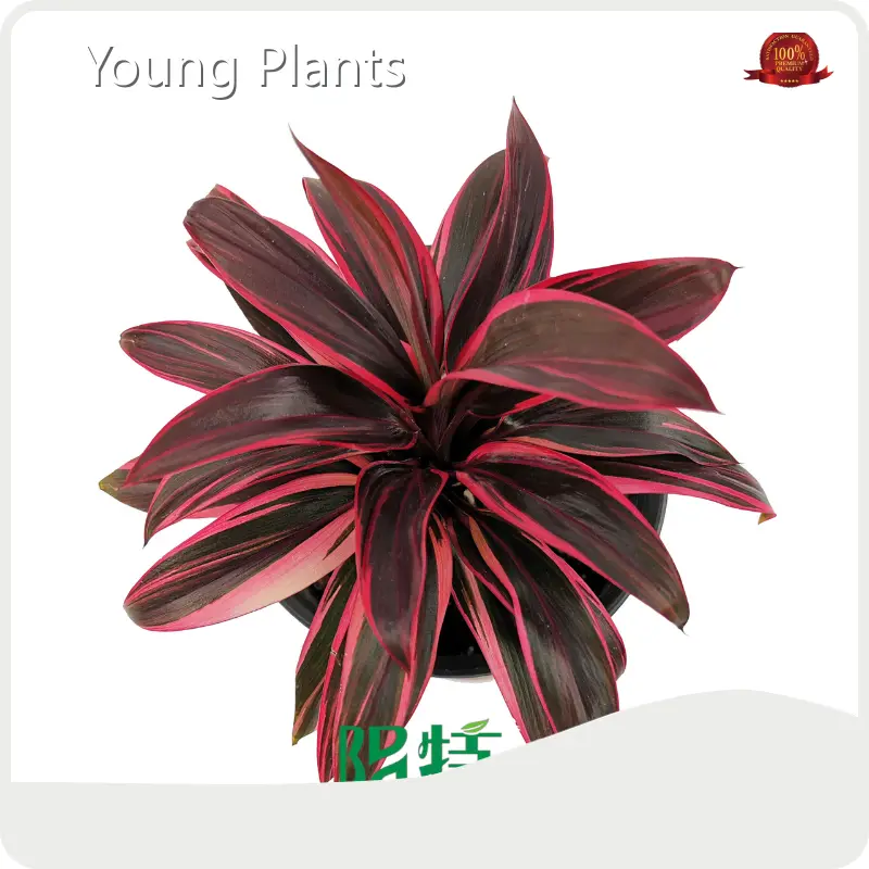 Cordyline Side Products Pink Agavaceae-龙舌兰科 Quality Assurance 1