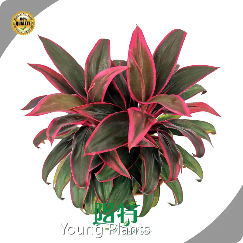 Good Selling Monstera Company 1