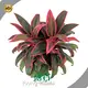 Good Selling Monstera Company 1