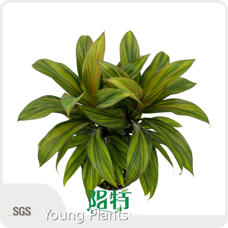 Bulk Cordyline Variegated Plant Company 1