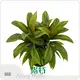 Bulk Cordyline Variegated Plant Company 1