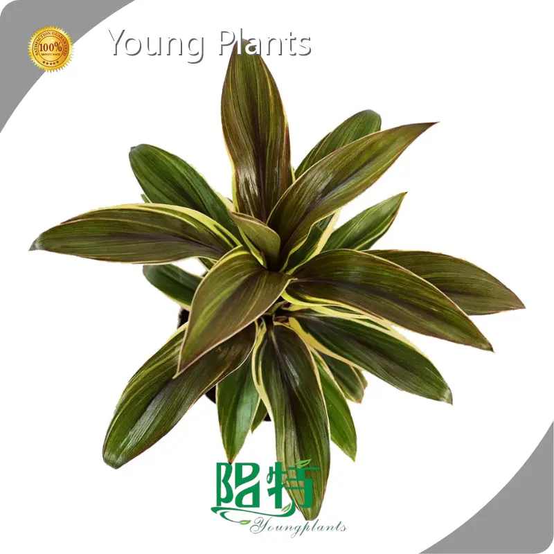 Ficus Araceae-天南星科 Products Wholesale - Young Plants 1