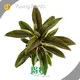 Ficus Araceae-天南星科 Products Wholesale - Young Plants 1