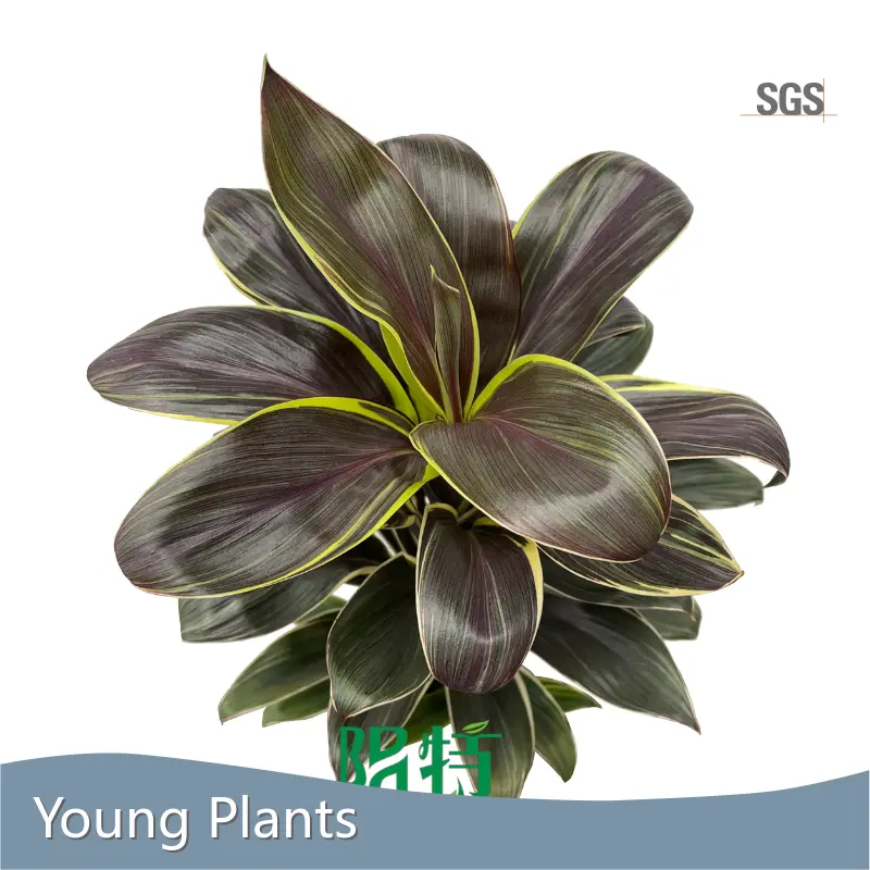 Ficus Cordyline Wholesale - Young Plants 1