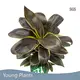 Ficus Cordyline Wholesale - Young Plants 1