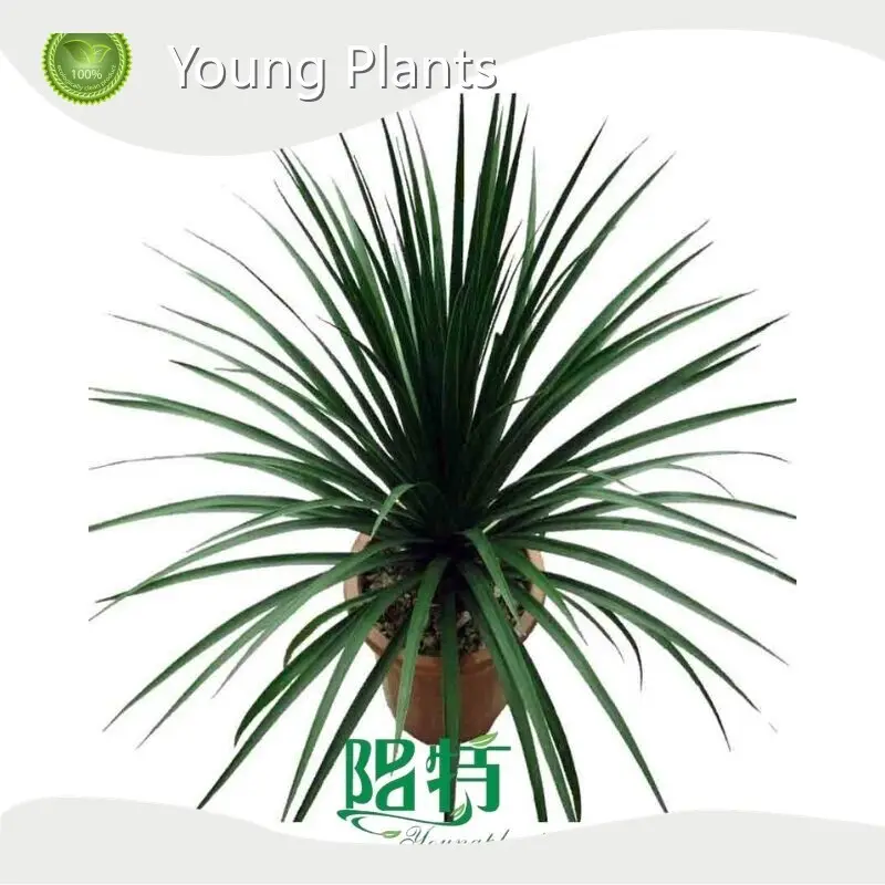 Indoor Outdoor Plants Products Wholesale - Young Plants 1