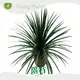 Indoor Outdoor Plants Products Wholesale - Young Plants 1