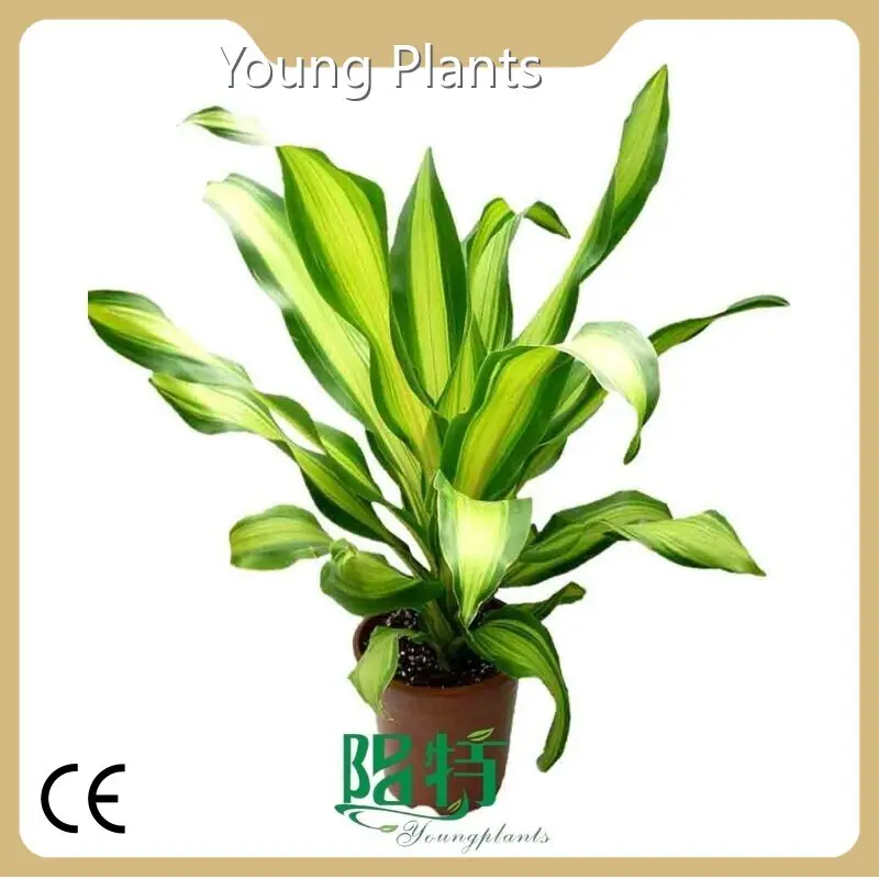 Tissue Culture Plants for Sale by Air Products Wholesale - Young Plants 1