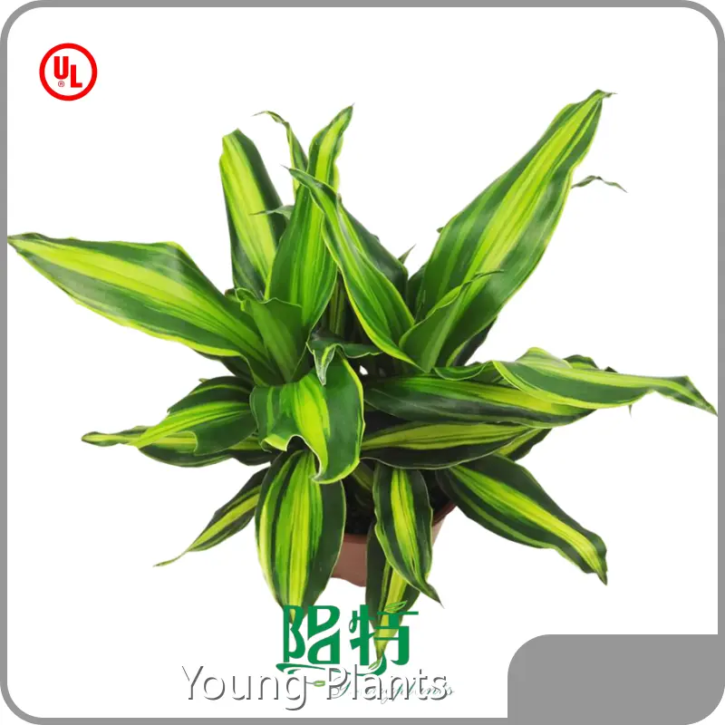 Landscaping Products Wholesale - Young Plants 1