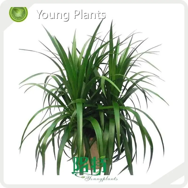 Young Plants Dracaena Variety Price List 1