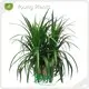 Young Plants Dracaena Variety Price List 1
