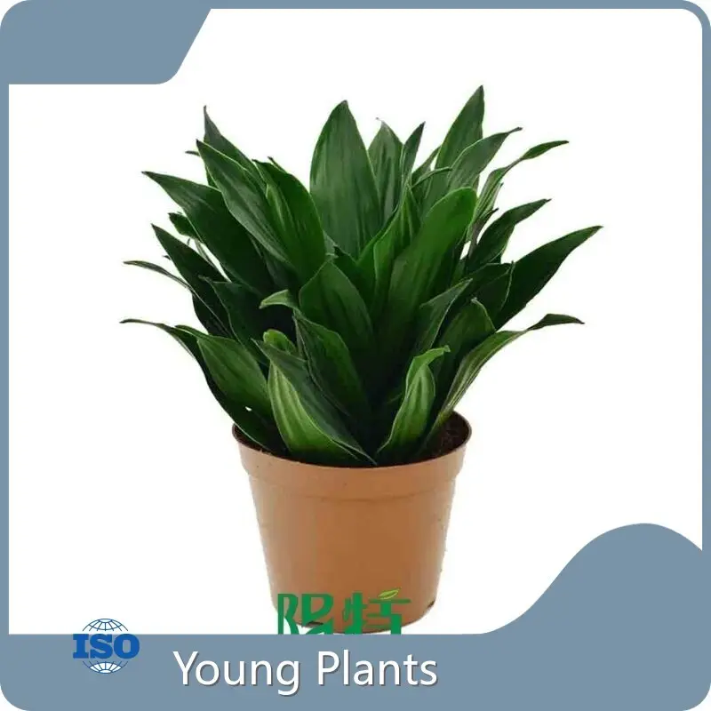 Spathiphyllum Price List 1