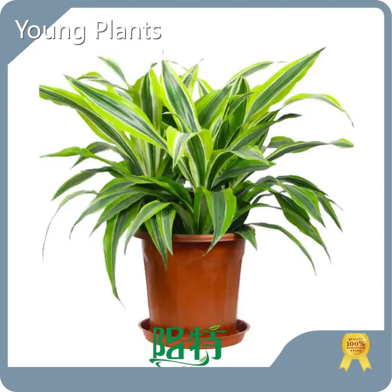 Wholesale Plug Plants Company 1