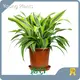 Wholesale Plug Plants Company 1