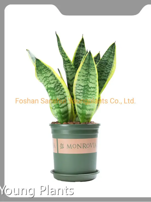 Scindapsus by Young Plants 1