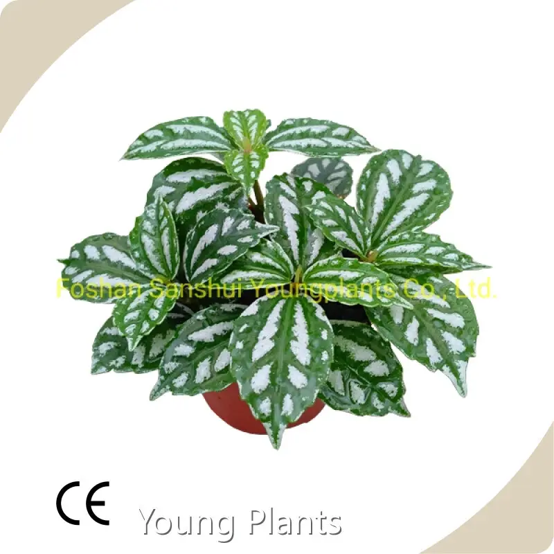 Sansevieria Houseplant Sansevieria Wholesale - Young Plants 1