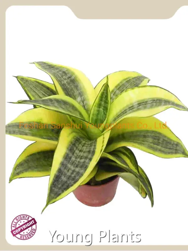 Sansevieria Plants From Cutting Subtropical Leaf Supply 1