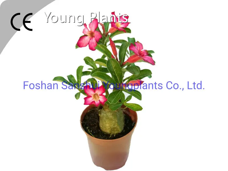 Sansevieria Houseplant Sansevieria Wholesale - Young Plants-1 1