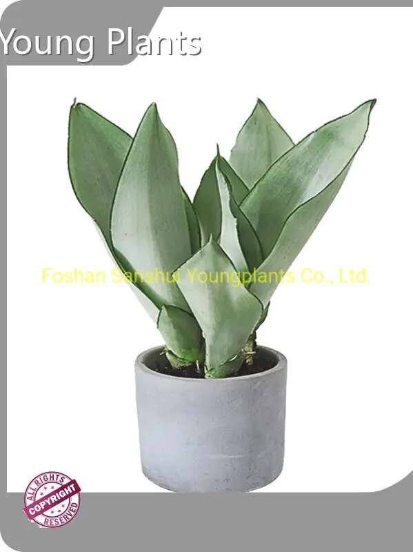 Hot Sale Sansevieria Types Company 1