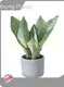 Hot Sale Sansevieria Types Company 1