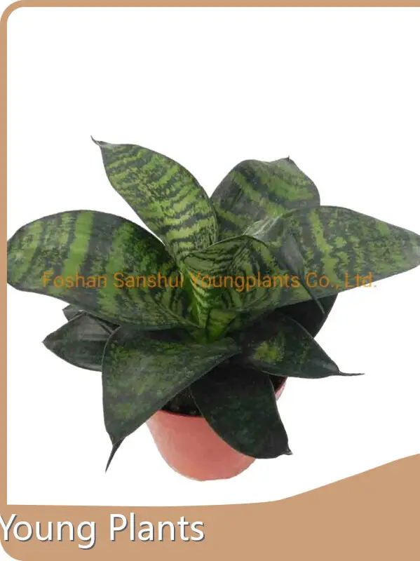 Young Plants Snake Plant Variety Bareroots Supplier 1