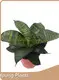Young Plants Snake Plant Variety Bareroots Supplier 1